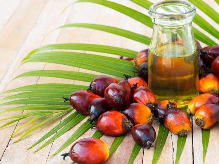 如何投資建設(shè)棕櫚油加工廠？企鵝糧油機(jī)械在線為您答疑解惑(圖1)